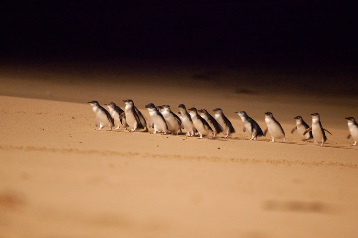 Penguin Parade Afternoon Tour from Melbourne