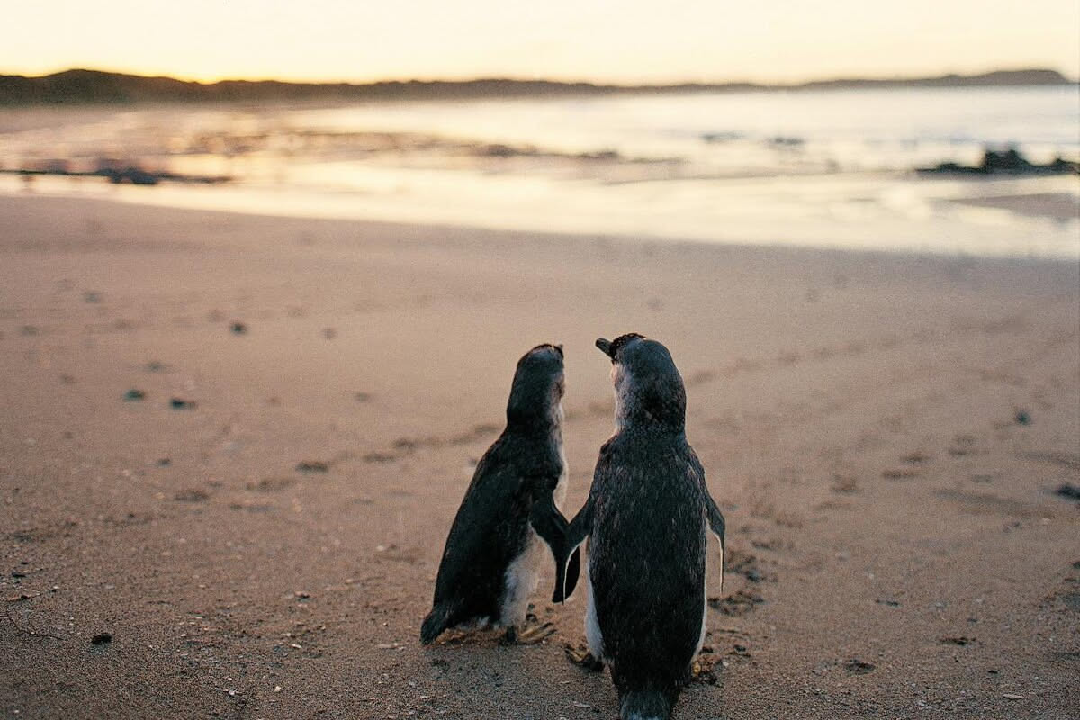 Phillip Island Penguin Parade Tour from Melbourne