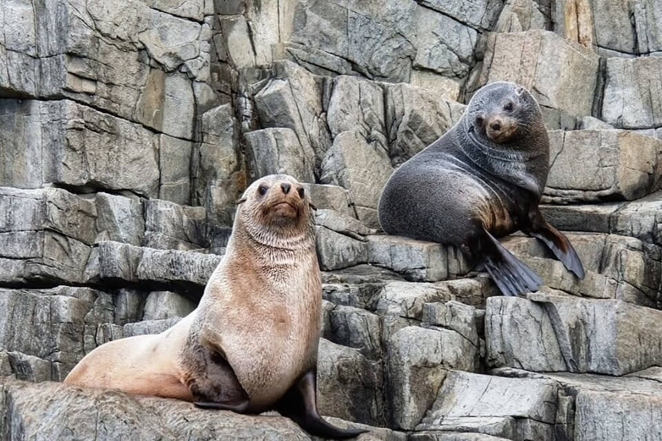 Phillip Island Seal Watching Cruise
