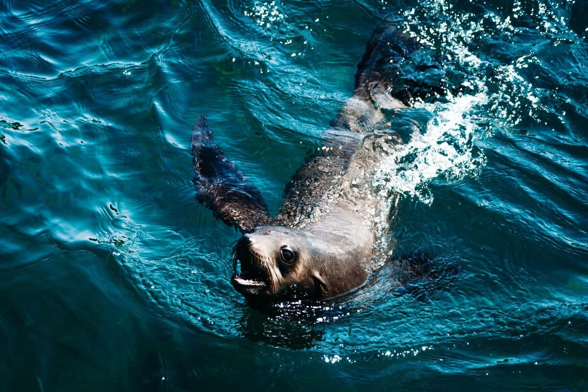 Phillip Island Seal Cruise