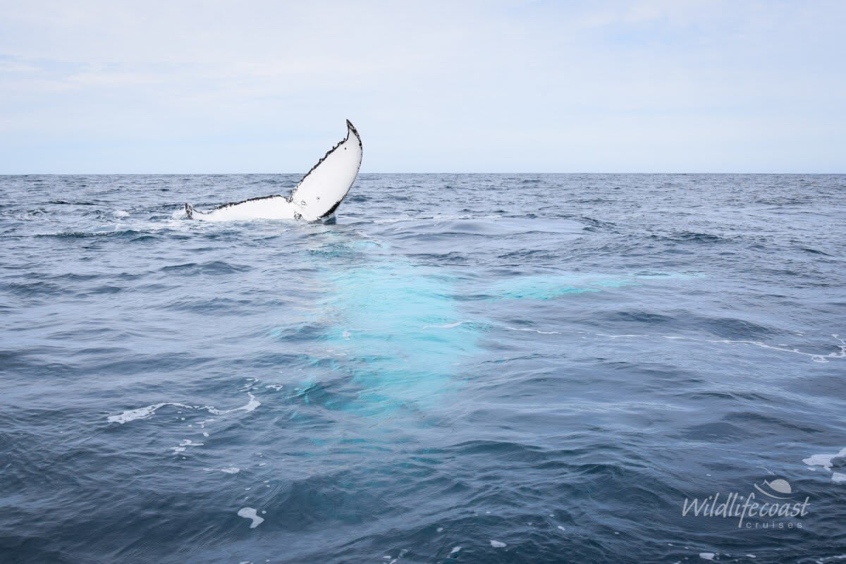 Phillip Island Winter Whale Cruise