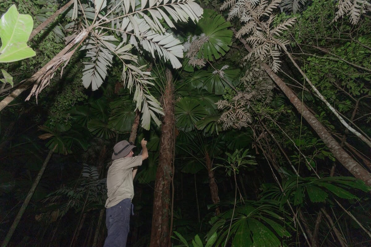 Daintree Rainforest Nightwalk