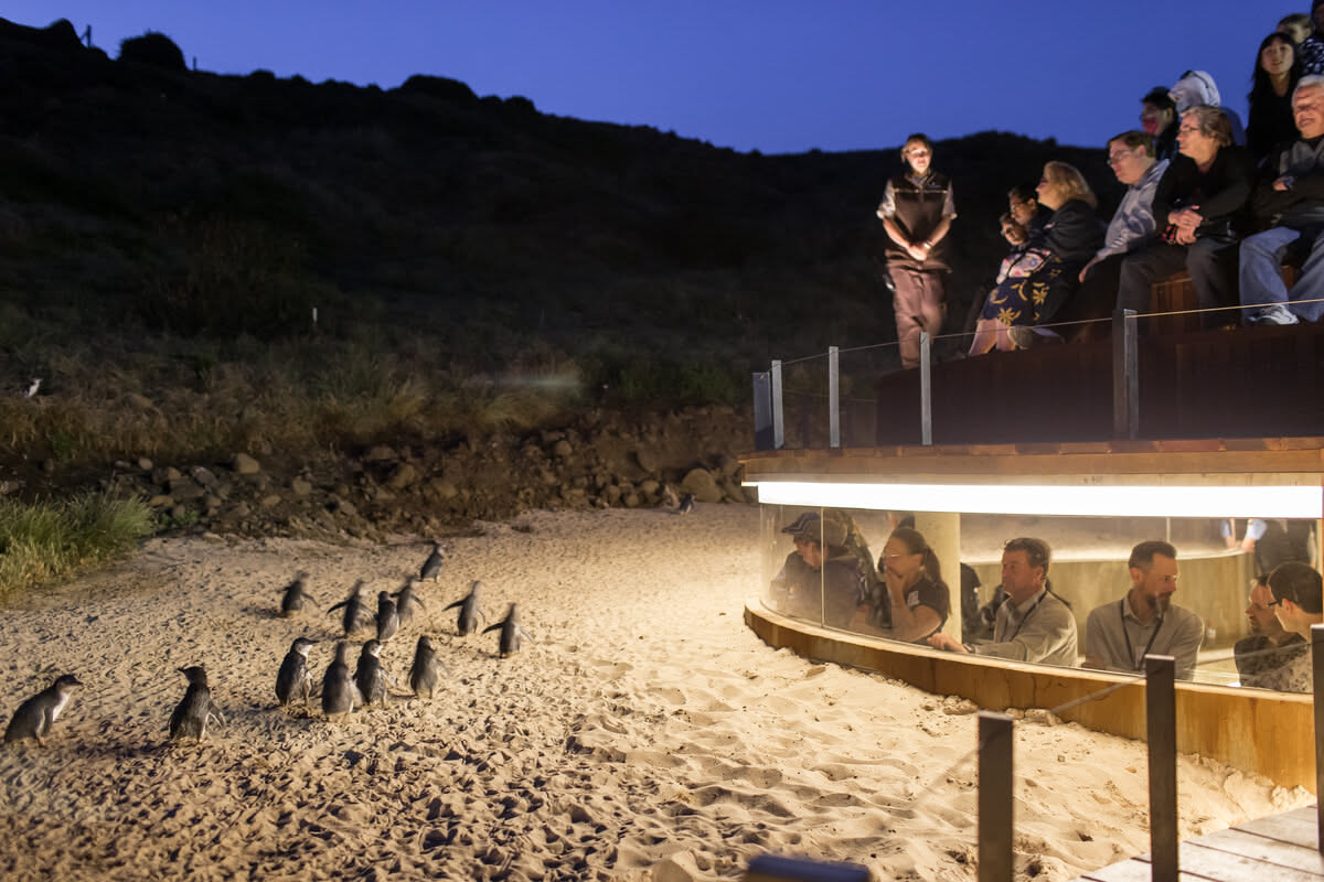 Phillip Island & Penguin Parade Day Tour