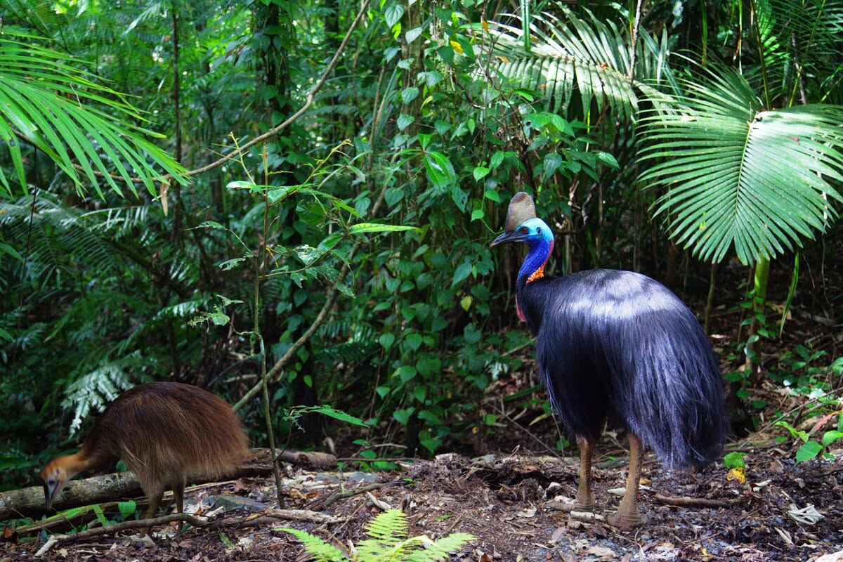 Spotting Cassowaries in Mission Beach