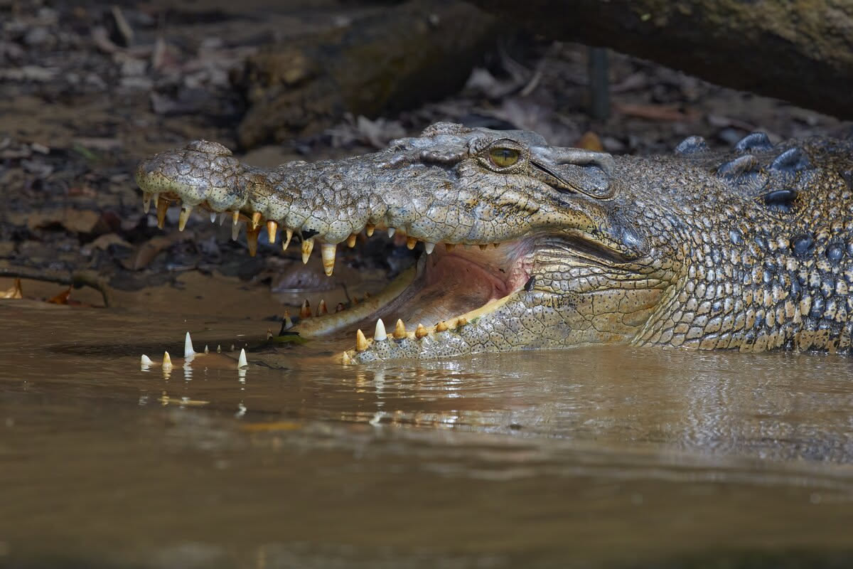 Wildlife Cruises on The Daintree River.