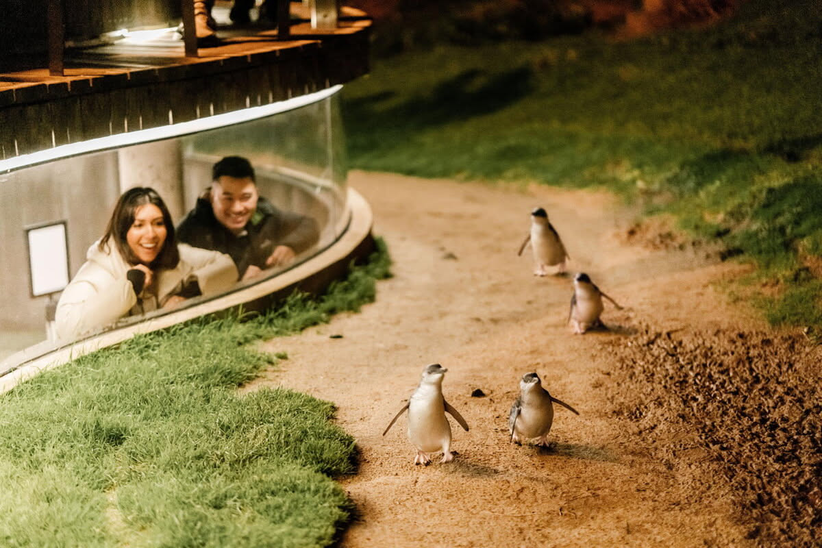 Phillip Island & Moonlit Sanctuary Tour