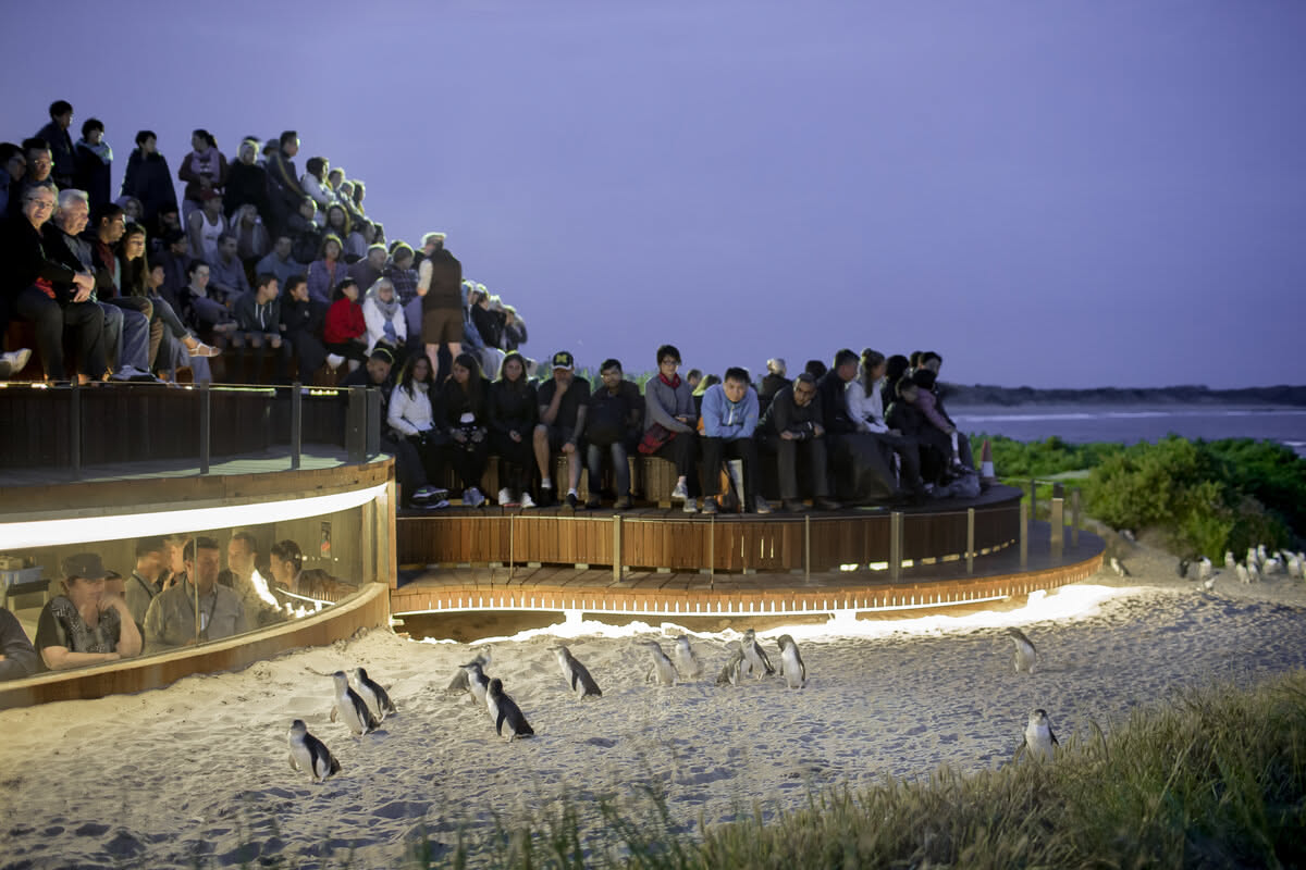 The Penguin Parade