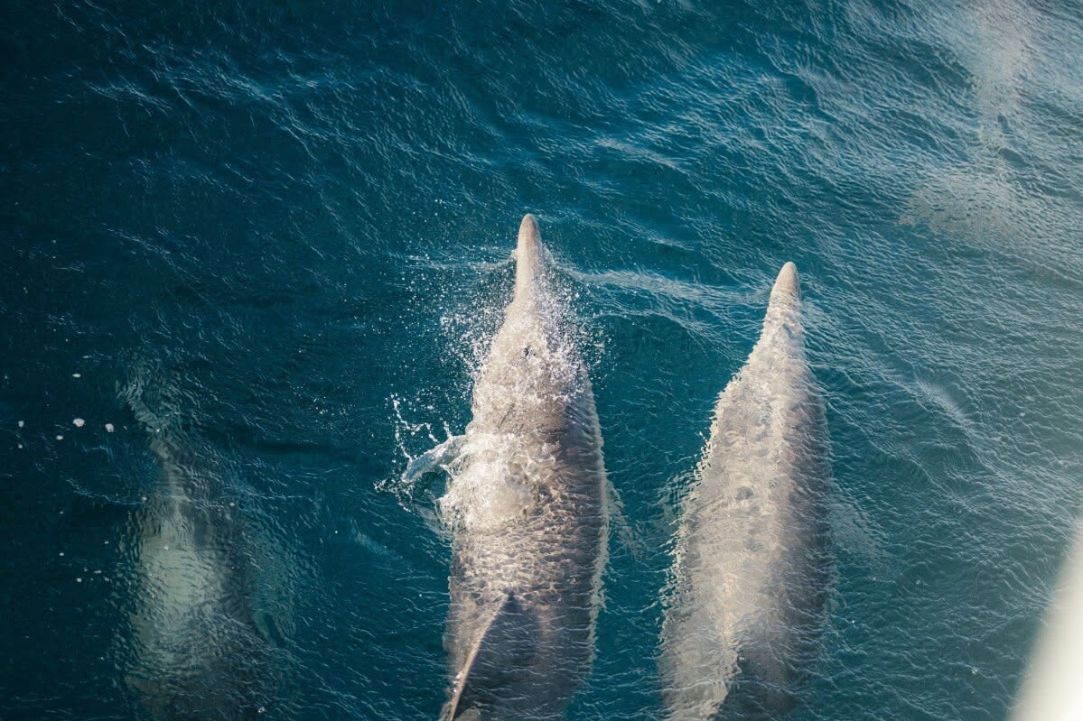 Phillip Island Dolphin & Whale Cruise